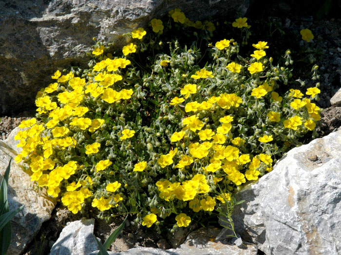 sonnenroeschen-golden-queen Helianthemum 'Golden Queen' (Sončece) - slika 1