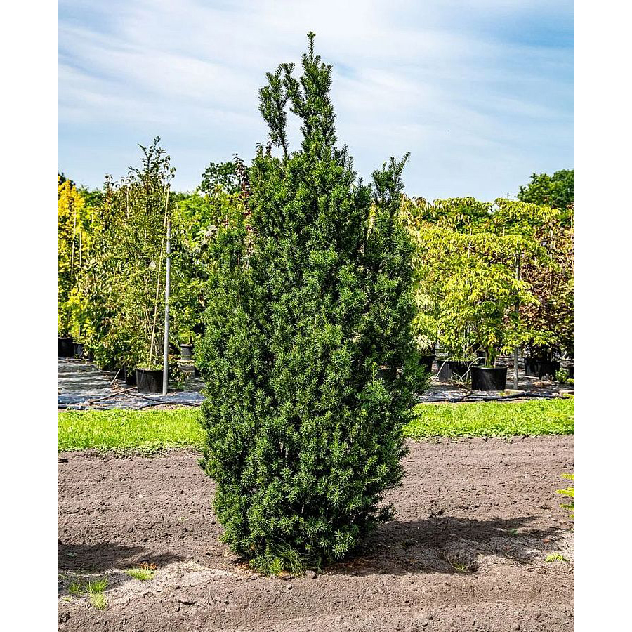 taxus-baccata-overeynderi-typ Taxus baccata 'Overenderi Typ' (Navadna tisa) - slika 1