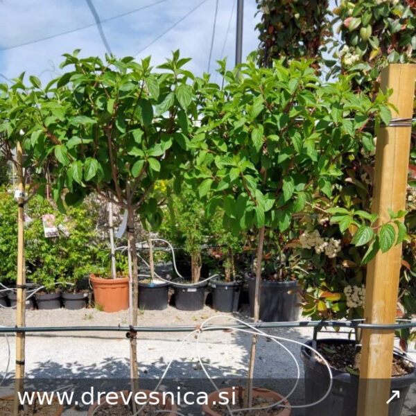 Hydrangea paniculata `Little Lime` (Latasta hortenzija NA STEBLU)