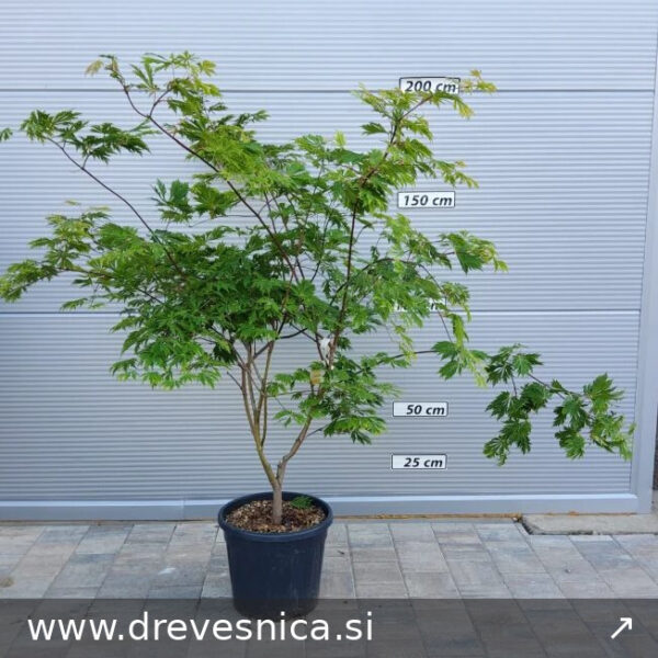 Acer japonicum 'Aconitifolium' (Japonski javor)