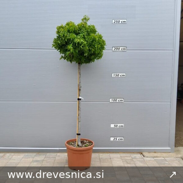 Liquidambar styraciflua ´Gumball´ (Kroglasti ambrovec)