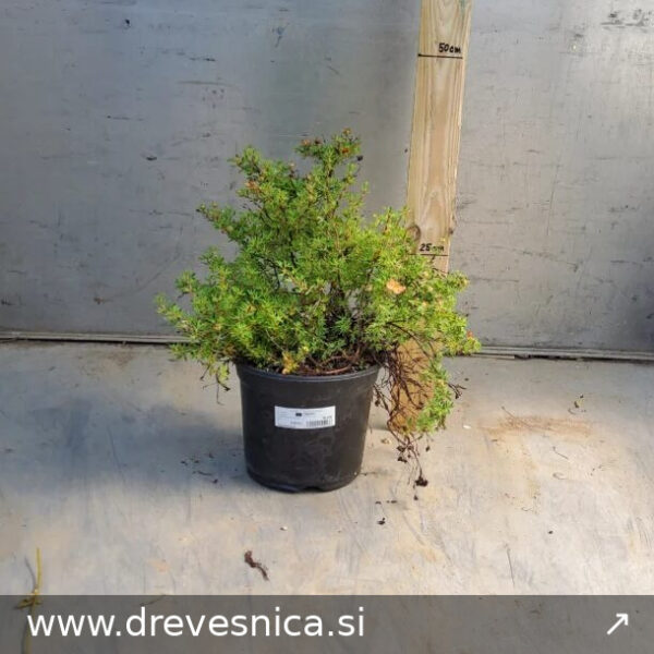 Potentilla f. 'Red Ace'