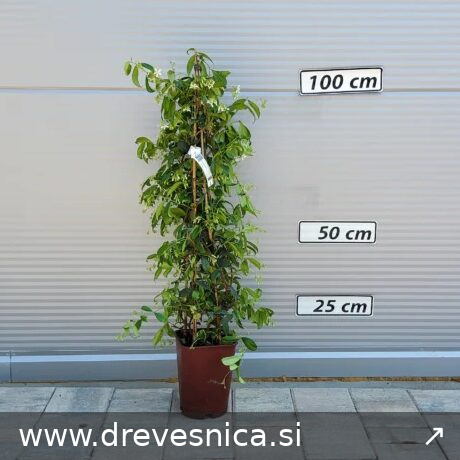 202525_1x1-final-20260525-152938-56f184 Trachelospermum jasminoides (Zvezdni jasmin) - slika 1