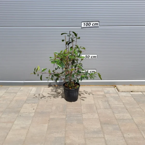 Photinia fr. 'Red Robin' (Fotinija)