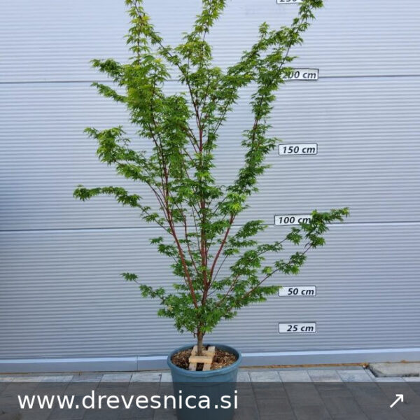 Acer palmatum 'Sangokaku' (Pahljačasti javor na steblu)