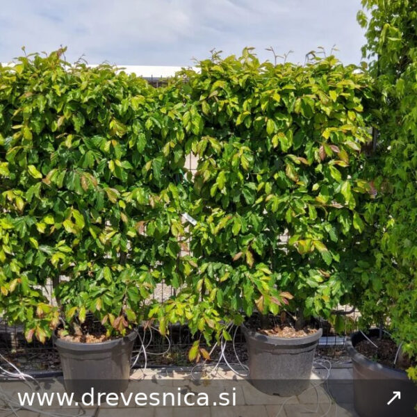 Parrotia persica (Perzijska bukev ŠPALIR)