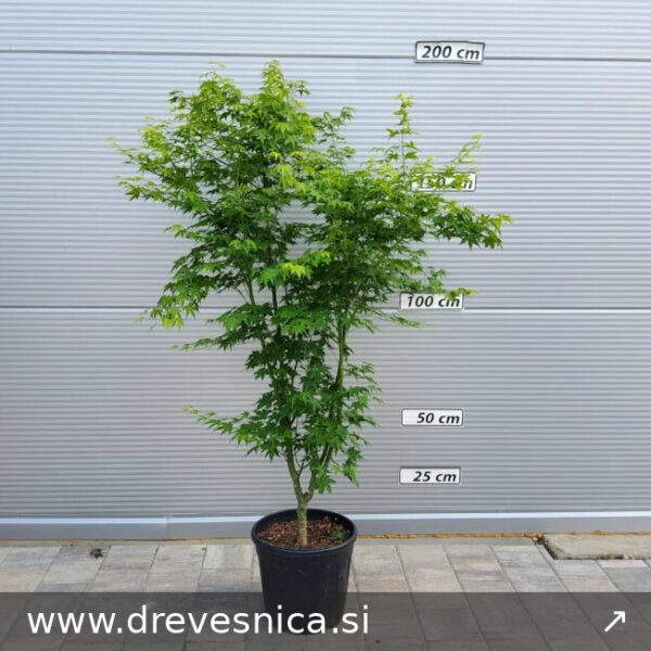 Acer palmatum 'Aureum' (Rumeni japonski javor)