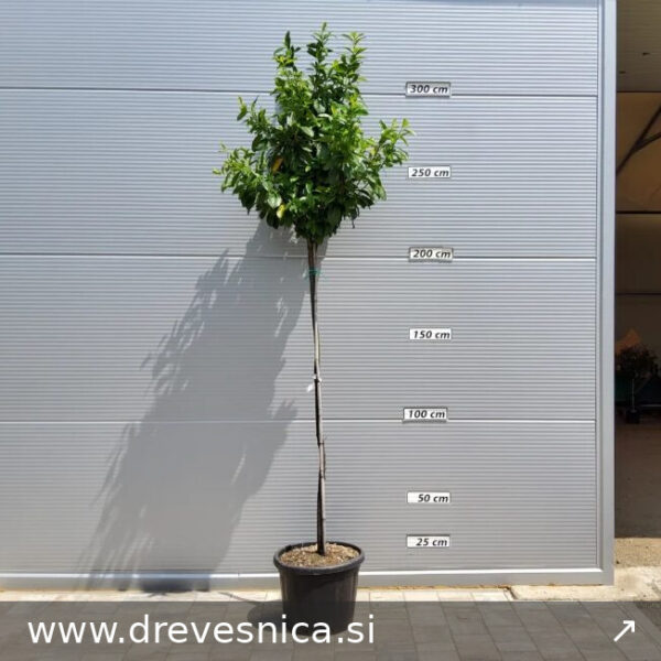 Prunus laurocerasus ‘Novita’ – oblika na steblu