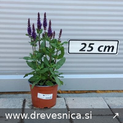 Salvia nem.'Caradonna Compact' Podlesna kadulja