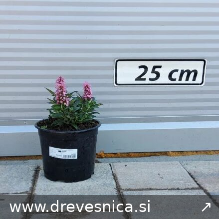 Buddleja 'Little Rockstars Pink' (Pavlična budleja – -)