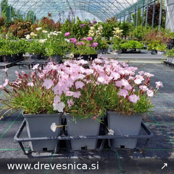 Dianthus 'Whatfield Wisp' (Vrtni nagelj)