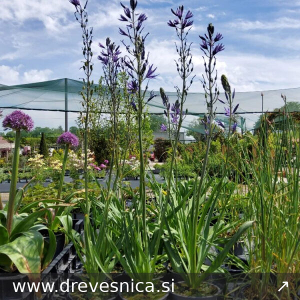Allium karataviense Okrasni luk