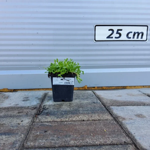 Delosperma nubigenum Delosperma -RUMENA