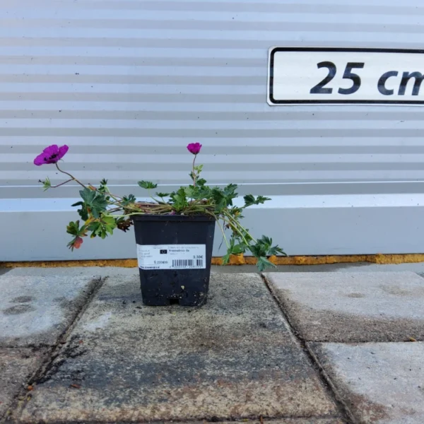 Geranium c.var. subcaulescens Krvomočnica -lila