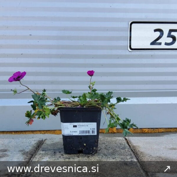 Geranium c.var. subcaulescens Krvomočnica -lila