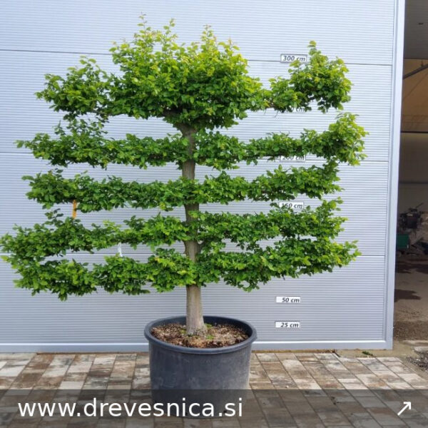 Carpinus betulus -(Gaber - špalir)  Umetnost Naravne Oblike