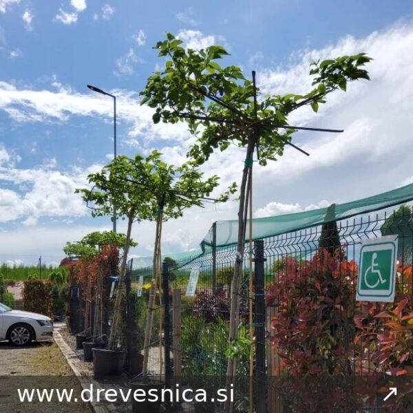 Morus platanifolia ‘Fruitless’ – listnata murva brez plodov | zelena streha