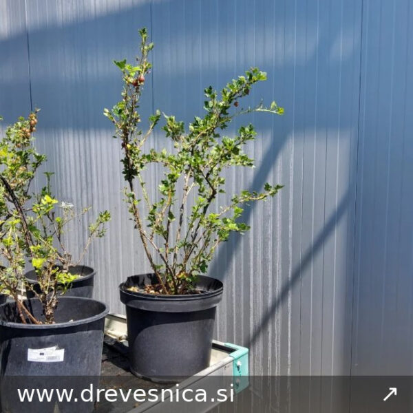 Ribes uva-c.´Captivator' (Kosmulja)