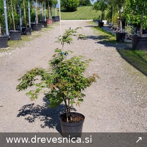 Acer palmatum 'Deshojo' (Pahljačasti javor)