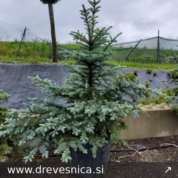 Picea pungens 'Fat Albert' (Srebrna bodeča smreka)
