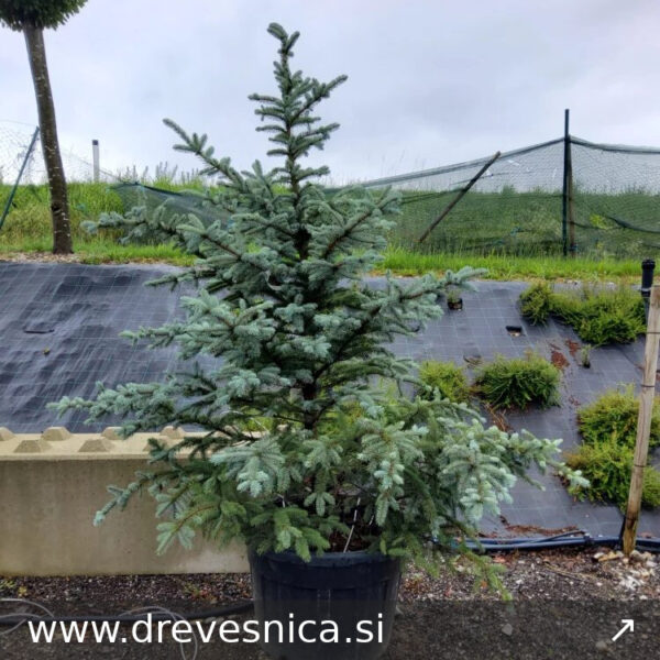 Picea pungens 'Fat Albert' (Srebrna bodeča smreka)