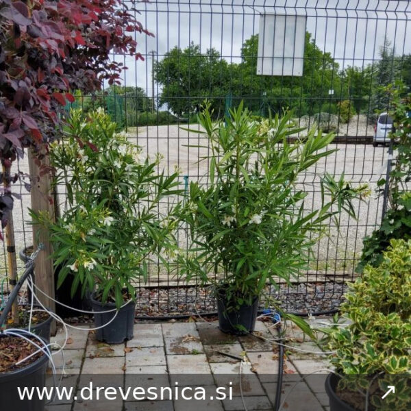 Nerium Oleander 'Bianco' - (Beli oleander)