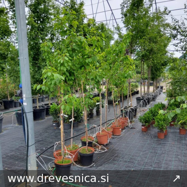 Prunus avium (Češnja)
