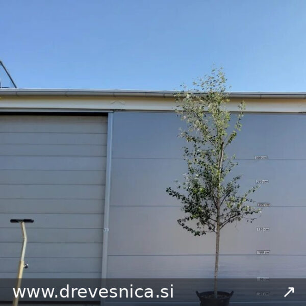 Populus alba 'Nivea' (Beli topol)