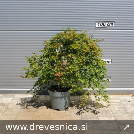 Acer palmatum 'Ryusen' (Pahljačasti javor)