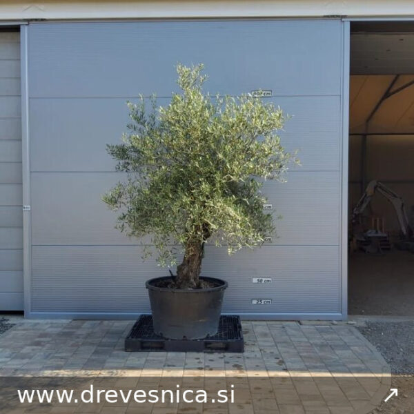 Olea Europaea (Oliva)