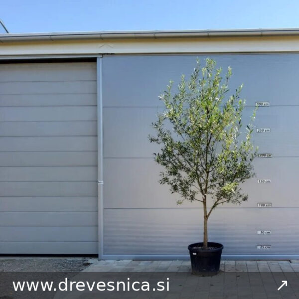 Salix purpurea Rdeča vrba