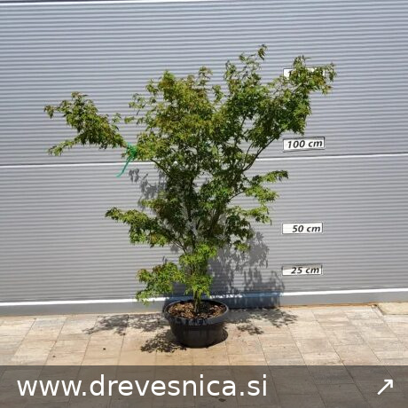 Acer palmatum 'Going Green' (Pahljačasti javor)