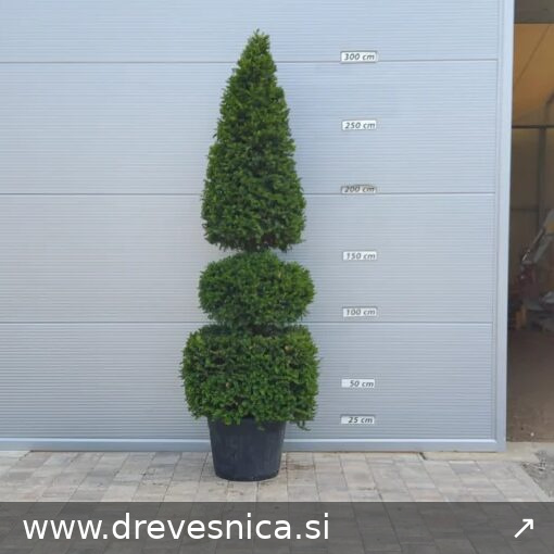 Taxus baccata - PIRAMIDA Tisa oblikovana
