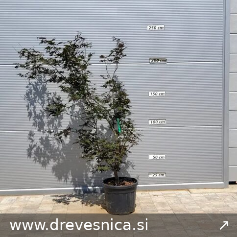 Acer palmatum 'Bloodgood' (Rdečelistni pahljačasti javor)