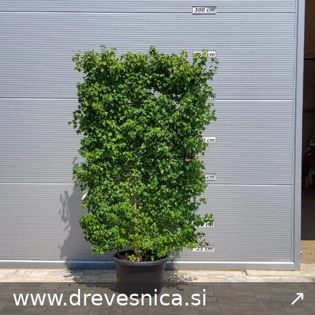 Parrotia persica (Perzijska bukev ŠPALIR)