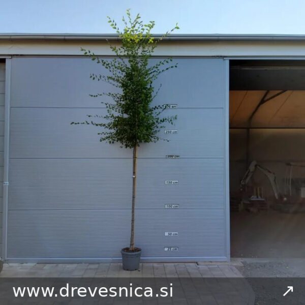 Ulmus pumila (Sibirski brest)