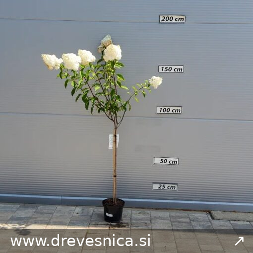 Hydrangea paniculata 'Vanille Fraise' (Latasta hortenzija)