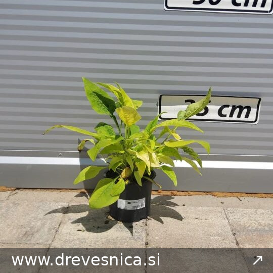 Echinacea purpurea 'Golden Yellow' (Zlatna ehinaceja – -)