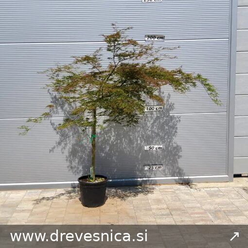 Acer palmatum 'Emerald Lace' (Pahljačasti javor na steblu)