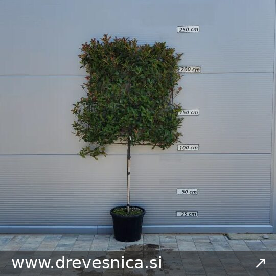 Photinia fr.´Carre Rouge' (Fotinija Špalir)