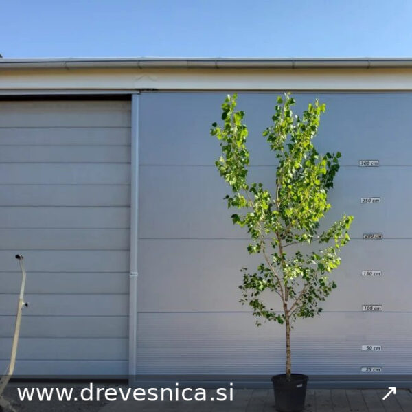 POPULUS TREMULA (Trepetlika)