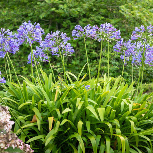 Agapanthus 'Dr Brouwer' (Afriška lilija)