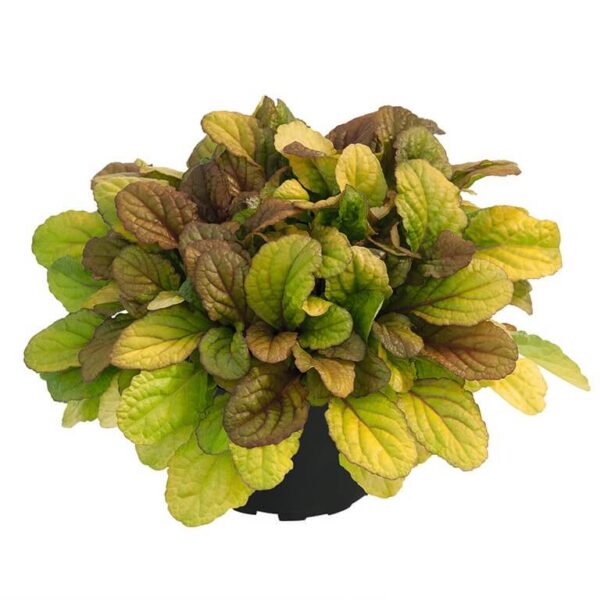 Ajuga reptans 'Best Buddies Caramel'