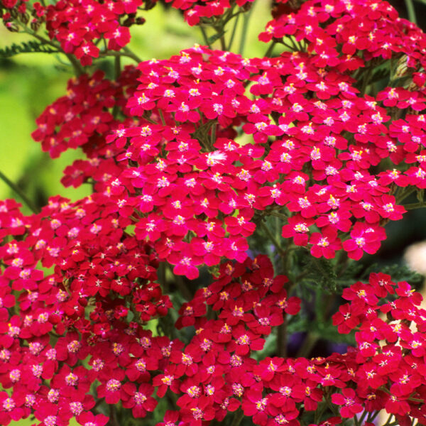 Achillea millefolium 'Cassis' (Cassis ognjič)