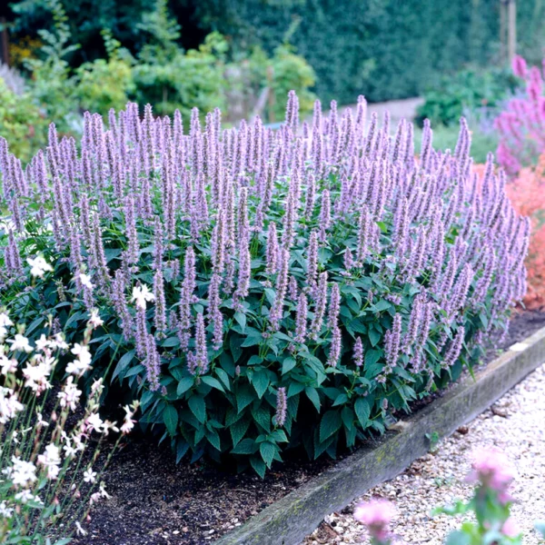 Agastache 'Blue Fortune' (Modra sreča)