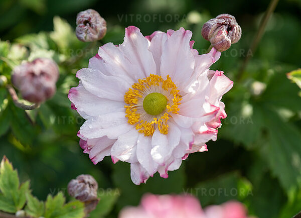 Anemone x hybrida 'Garden Breeze Pink Touch'