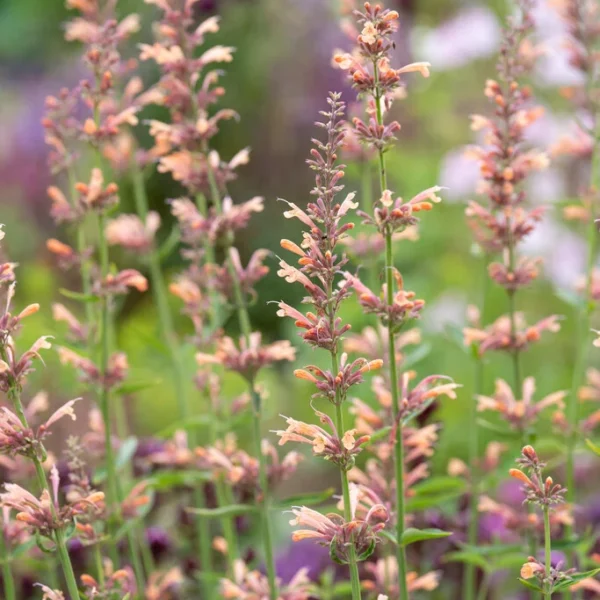 Agastache 'Kolibri' (Kolibrijeva metrica)