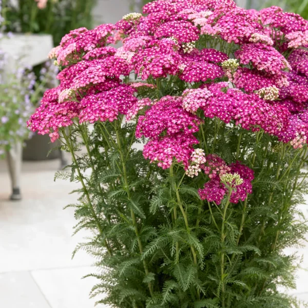 Achillea millefolium 'Saucy Seduction' (Stročja detelja)