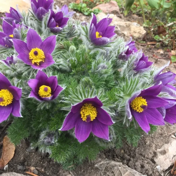Pulsatilla Pinwheel Blueviolet Kosmatinec - modro viola