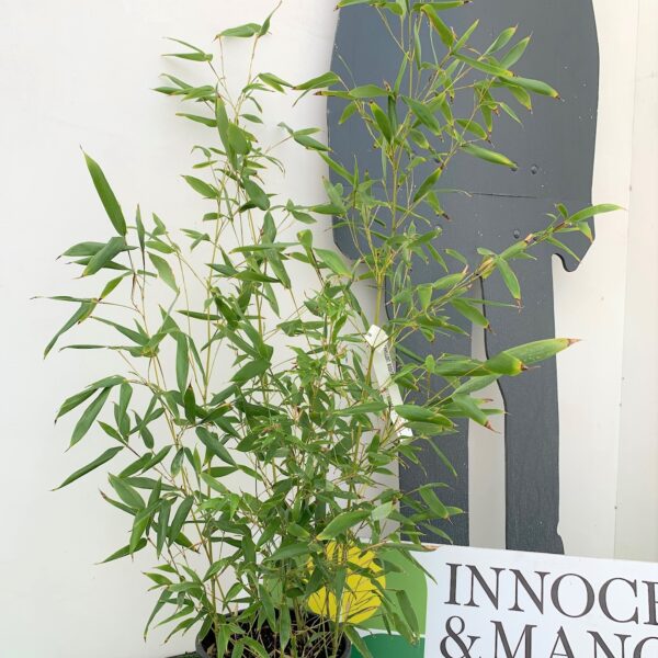 Bambusa phyllost 'BISSETII'